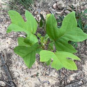 Photo of the plant species Tulip Poplar by @MarkedBasil37 named Kendall on Greg, the plant care app