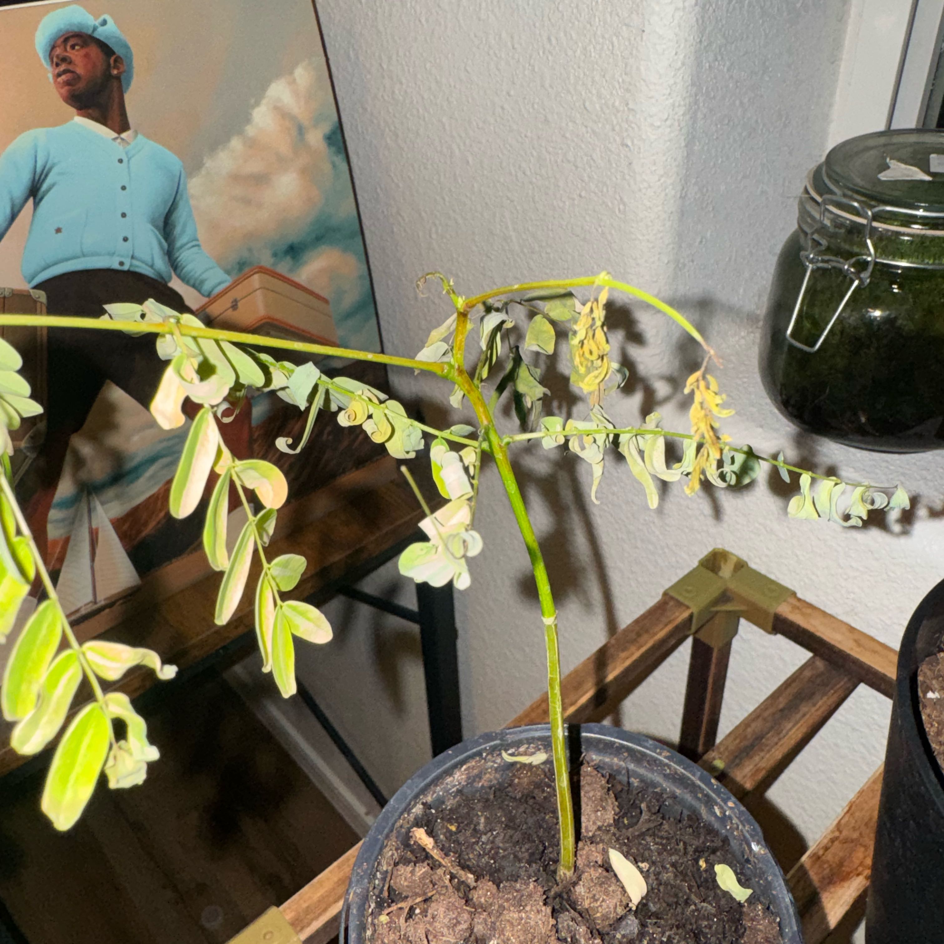 Photo of the plant species Flamboyant Tree by @EarlyOkra54 named Eva on Greg, the plant care app