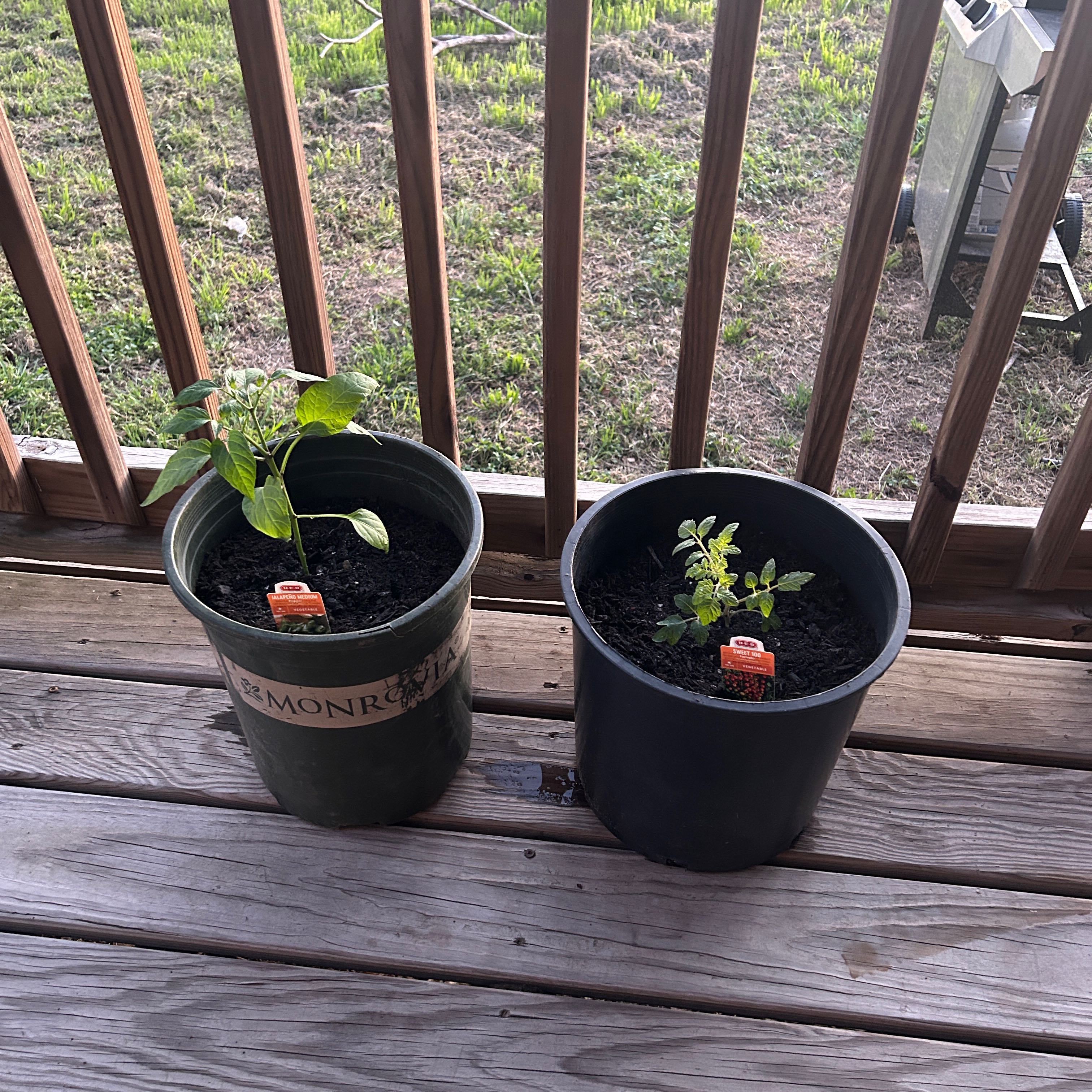 Photo of the plant species Tomato 'Sweet 100' by @TopBoneset66 named Keanu Leaves on Greg, the plant care app