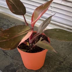 Pink Princess Philodendron plant