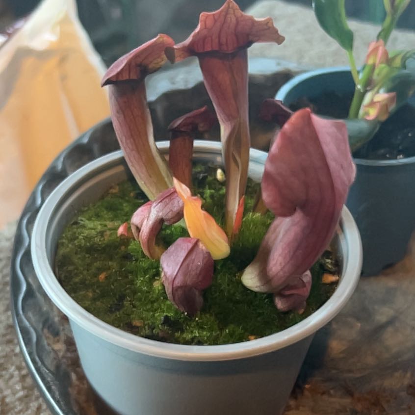Photo of the plant species Sarracenia by @CoolCoconut28 named Gaga on Greg, the plant care app