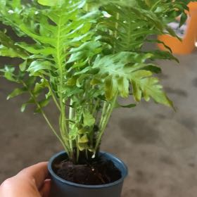 Photo of the plant species Silver Lady Fern by @CoolCoconut28 named ChloroPhil on Greg, the plant care app