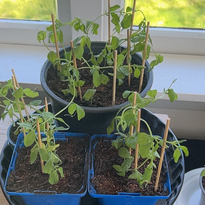 Photo of the plant species Sweet Pea 'Sweetie' by @CoolCoconut28 named Elina on Greg, the plant care app
