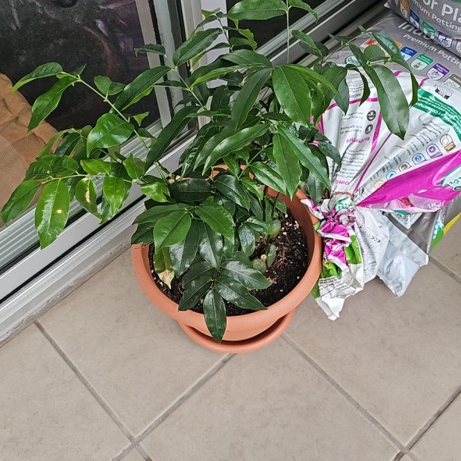 Photo of the plant species Lucky Bean Tree by @plantlova1994 named Jack on Greg, the plant care app
