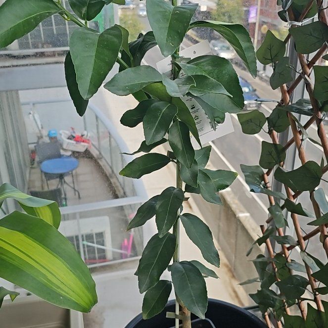 Photo of the plant species Tahitian Lime by @plantlova1994 named Tahani on Greg, the plant care app