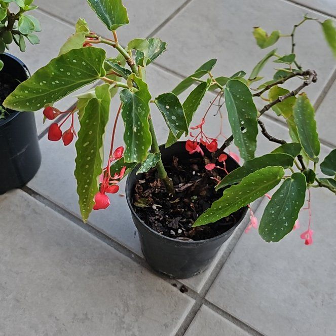 Photo of the plant species Begonia coccinea 'Torch' by @plantlova1994 named Dotty Fluff Nugget on Greg, the plant care app