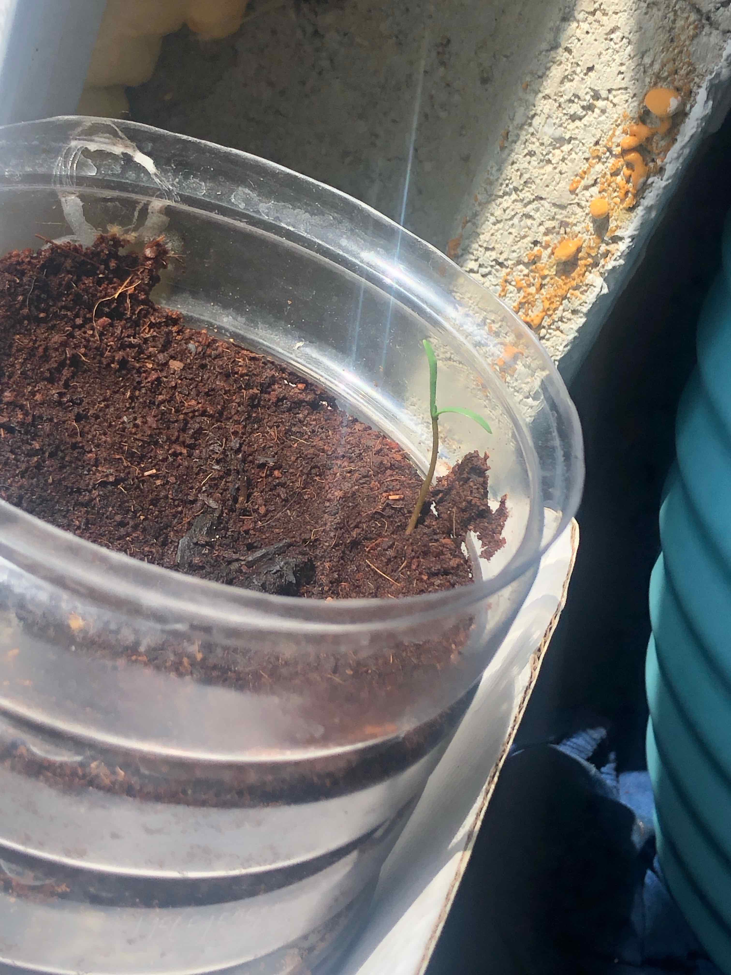 Photo of the plant species Black Pine by @P.o.T.S.Jake named Marilyn on Greg, the plant care app