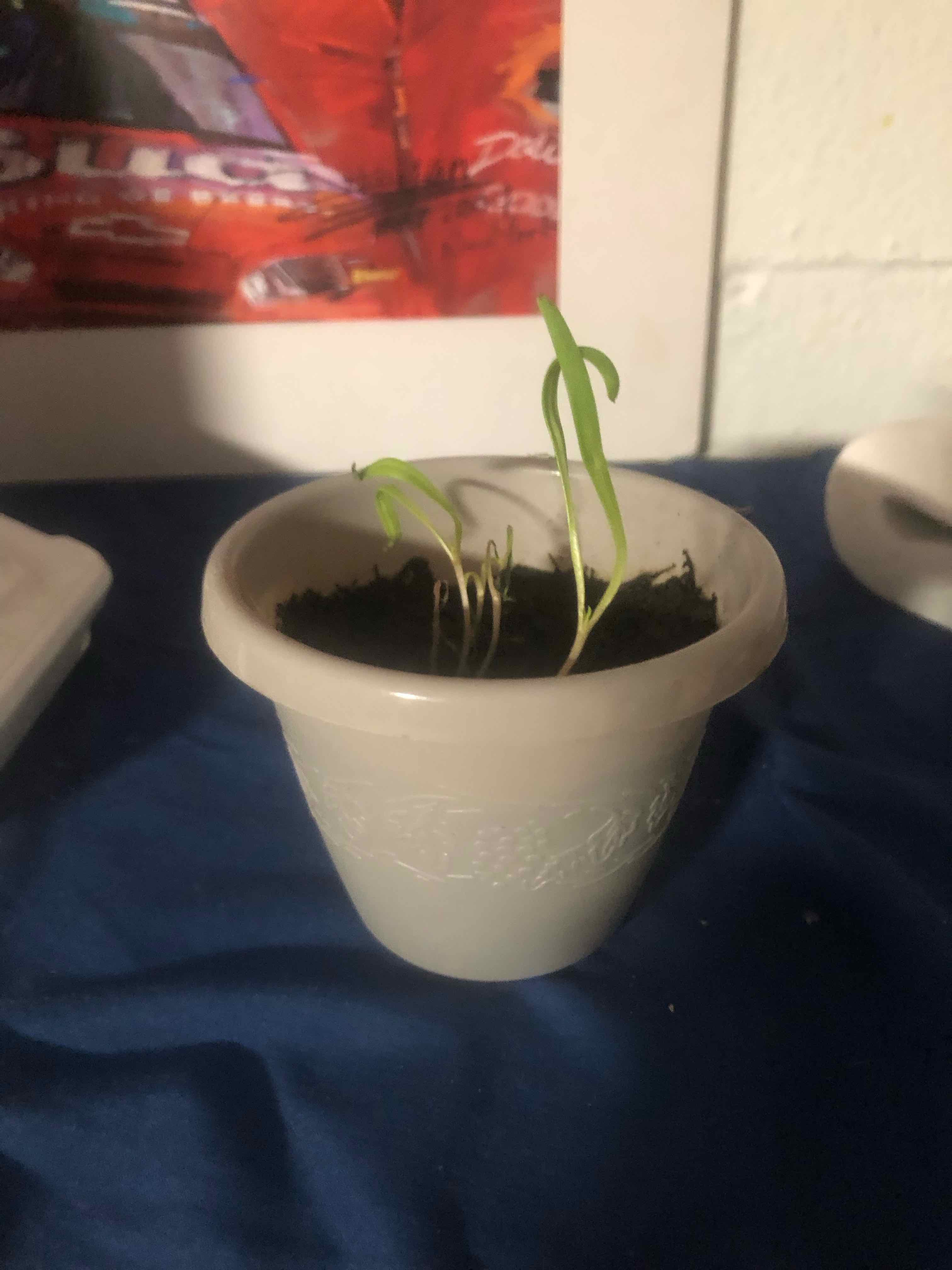 Photo of the plant species Malabar Spinach by @P.o.T.S.Jake named Cleopatra on Greg, the plant care app