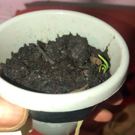 Photo of the plant species Malabar Spinach by @P.o.T.S.Jake named Sephardia on Greg, the plant care app