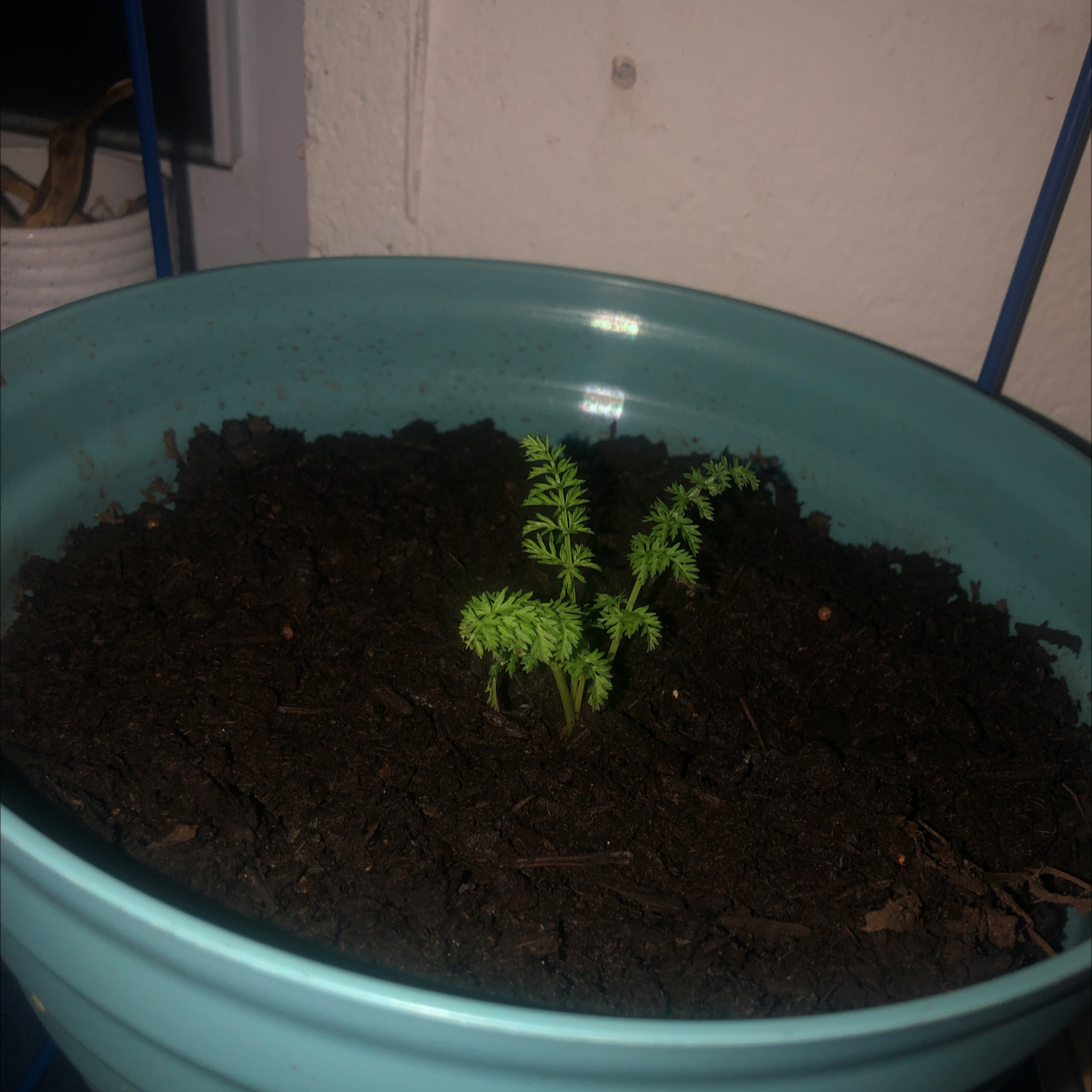 Photo of the plant species Carrot by @P.o.T.S.Jake named Marley on Greg, the plant care app