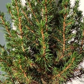 Photo of the plant species Dwarf Mountain Pine by @NewIndianplum46 named Planty on Greg, the plant care app