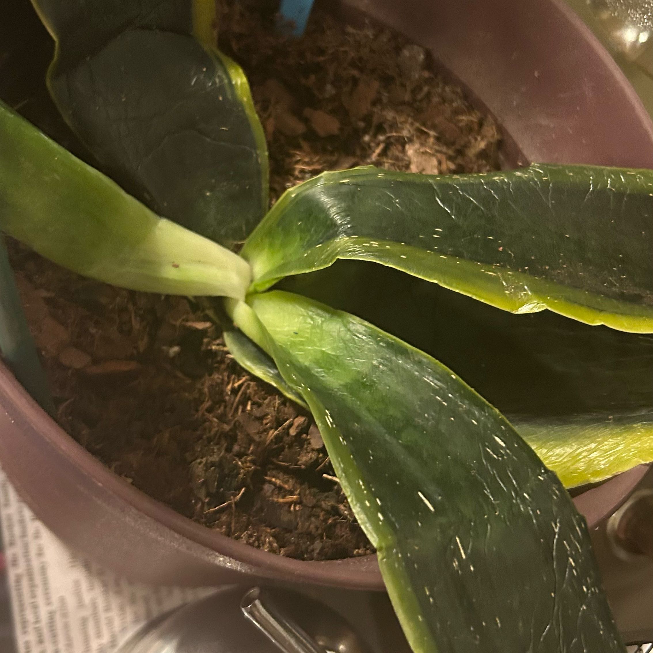 Photo of the plant species Sansevieria 'Superba' by @ZingPepino10 named Plantmeat on Greg, the plant care app