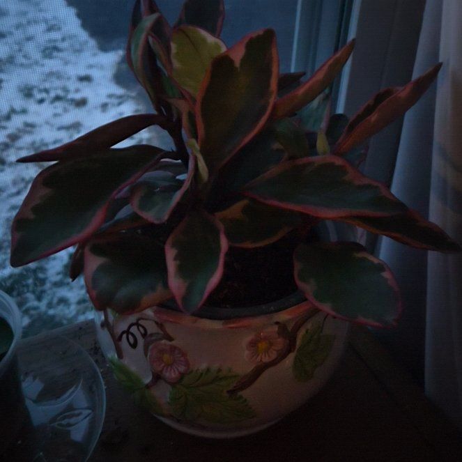 Ginny