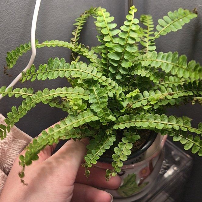 Photo of the plant species Button fern by @layluvs named Birdie on Greg, the plant care app