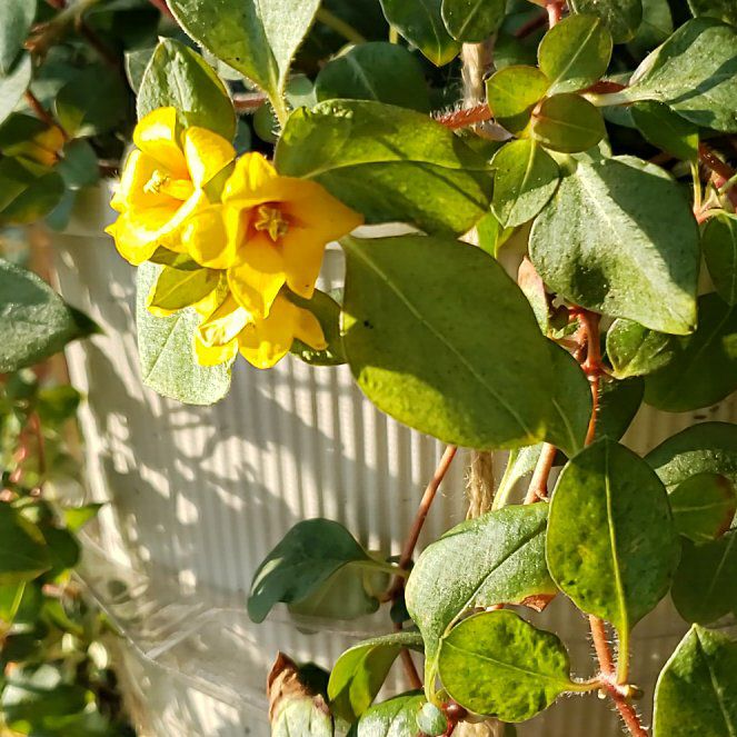 Photo of the plant species Dotted Loosestrife by @FitBanana72 named Sunshine on Greg, the plant care app
