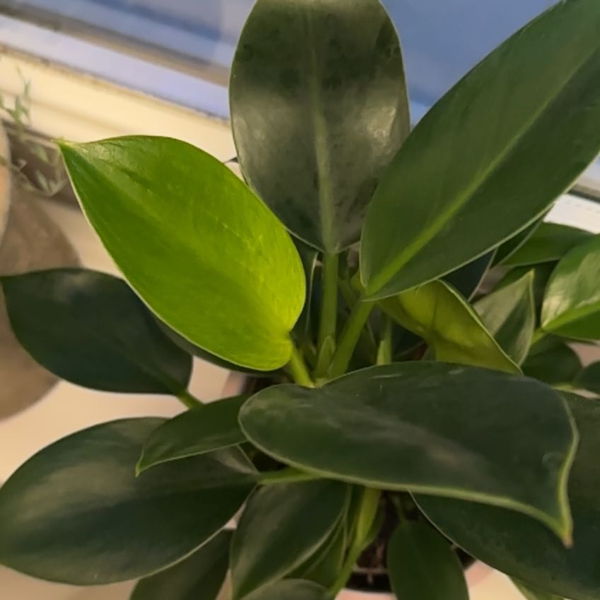 Photo of the plant species Green Princess by @VibrantHeather3 named Sol on Greg, the plant care app
