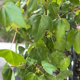 Photo of the plant species Montpellier Maple by Mario named Sahara on Greg, the plant care app