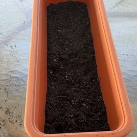 Photo of the plant species Sunflower 'Cutting Gold' by @UltraMullein98 named Bailu on Greg, the plant care app