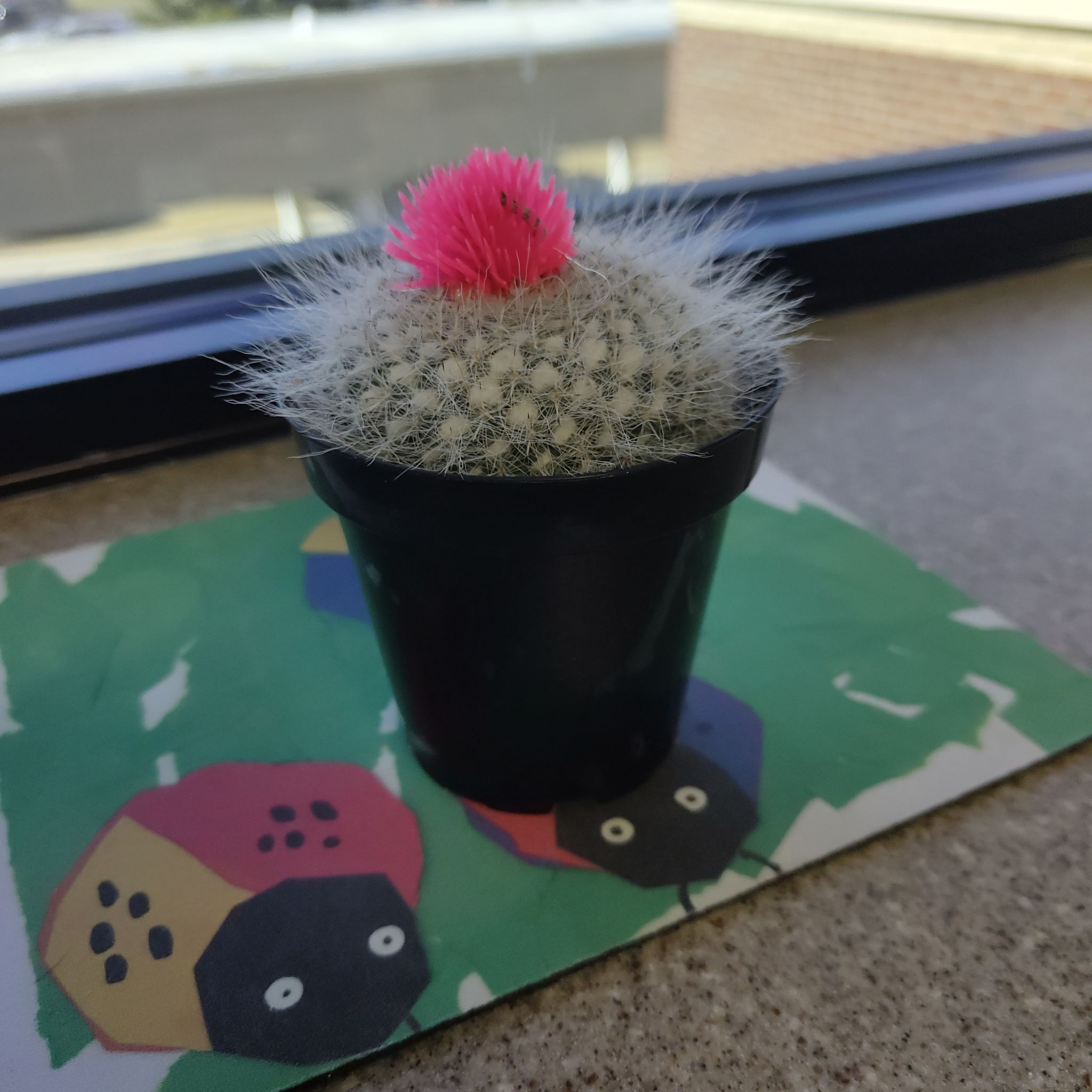 Photo of the plant species Oz Cactus by @SwellPapaya55 named George on Greg, the plant care app