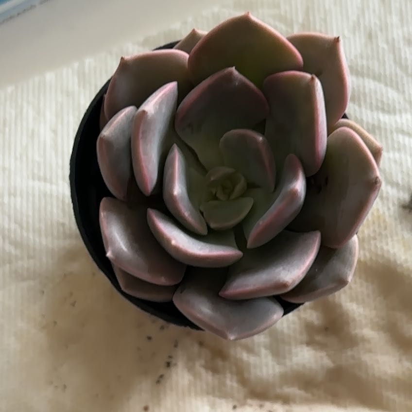 Photo of the plant species Graptoveria 'Francesca' by @AwesomeTutu2 named Wall-E on Greg, the plant care app