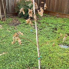 Photo of the plant species Texas Red Oak by @PatientKaraka10 named Zeus on Greg, the plant care app