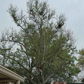Photo of the plant species Ginkgo Tree by @PatientKaraka10 named Sproutacus on Greg, the plant care app