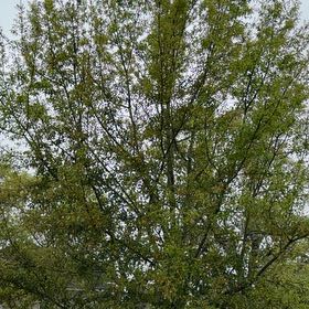 Photo of the plant species Water Oak by @PatientKaraka10 named Drake on Greg, the plant care app