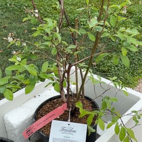 Photo of the plant species Rabbiteye Blueberry by @PatientKaraka10 named Bodhi on Greg, the plant care app