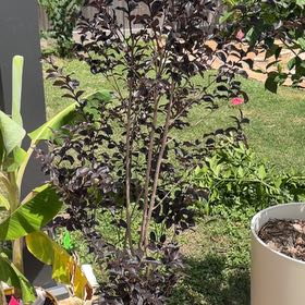 Photo of the plant species Cape Myrtle by @PatientKaraka10 named Cleopatra on Greg, the plant care app