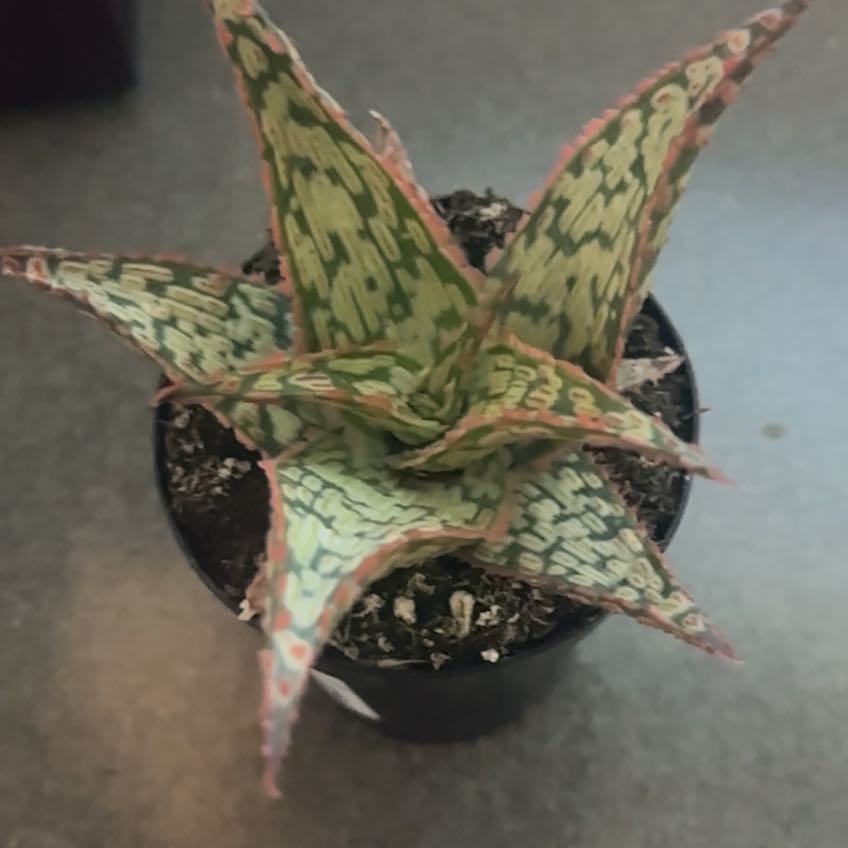 Photo of the plant species Pink Blush Aloe by @PeachyRockfig91 named Nemo on Greg, the plant care app