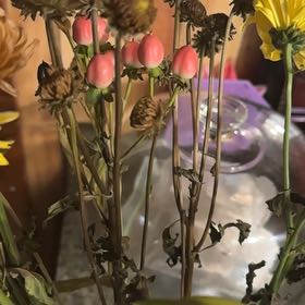 Photo of the plant species Papaver Somniferum by @BeatificBlueoak named Willow on Greg, the plant care app