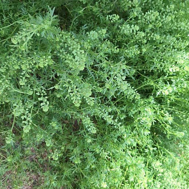 Photo of the plant species Lesser Swinecress by @TrustingMiro56 named Homer on Greg, the plant care app