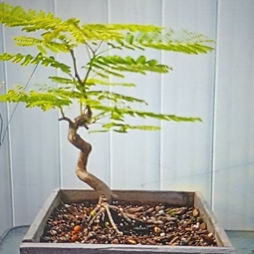 Photo of the plant species Royal Poinciana by @TastyFeltbush43 named Marley on Greg, the plant care app