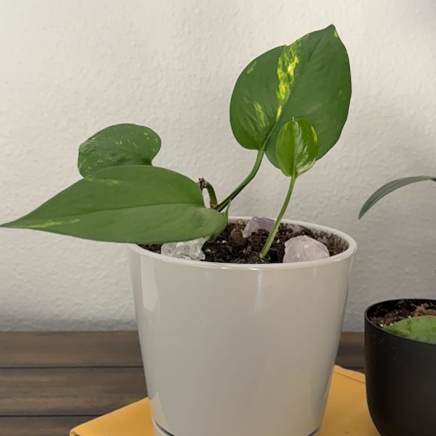 Photo of the plant species Devils Ivy by @BrainyAtom28 named Penelope & PJ on Greg, the plant care app