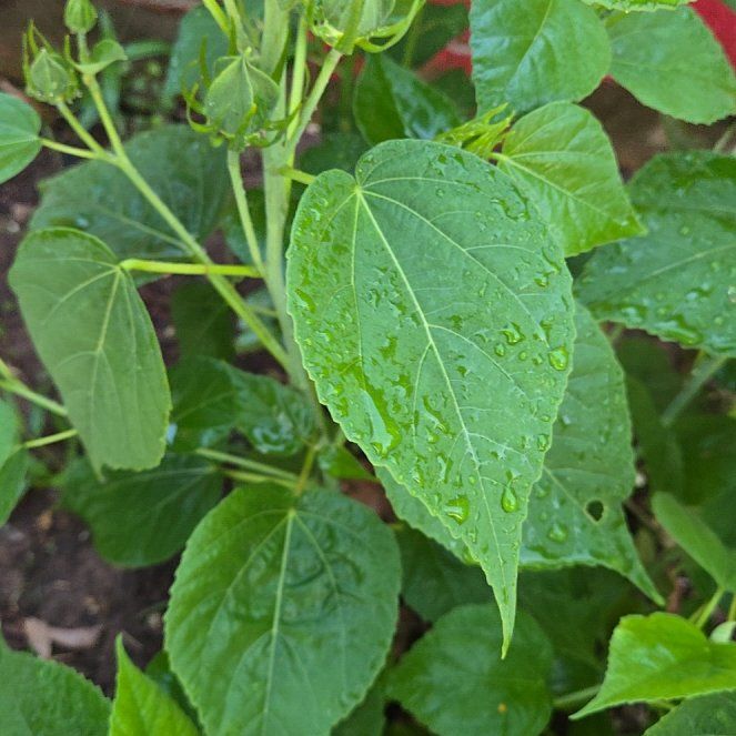 Photo of the plant species Crimsoneyed Rosemallow by @VividLecanora28 named Sigmund on Greg, the plant care app