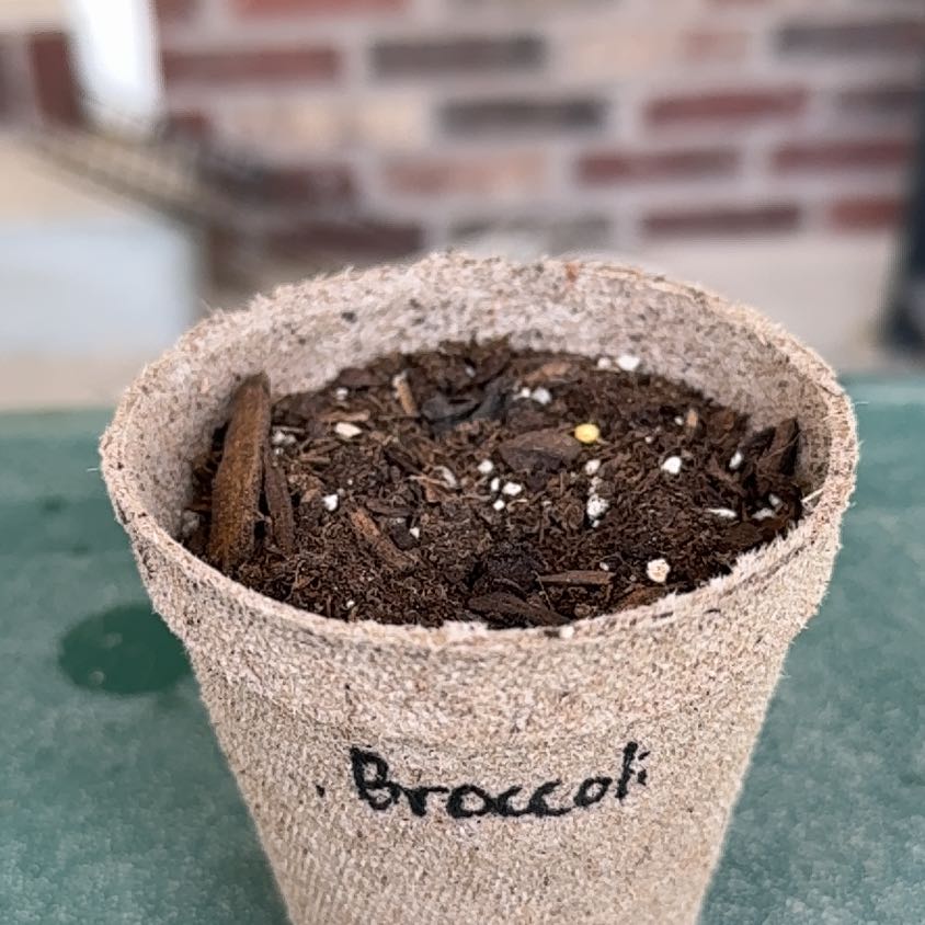 Photo of the plant species Broccoli by @TimelyCorkoak23 named Khaleesi on Greg, the plant care app