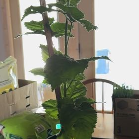 Photo of the plant species Armenian Blackberry by @TimelyCorkoak23 named Winston on Greg, the plant care app