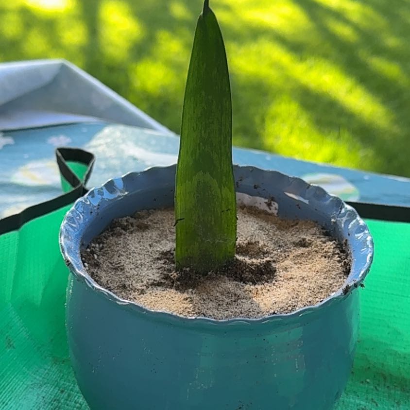 Photo of the plant species Jaboa Sansevieria by @TimelyCorkoak23 named Harmony on Greg, the plant care app