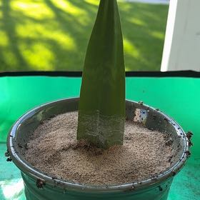 Photo of the plant species Jaboa Sansevieria by @TimelyCorkoak23 named Homer on Greg, the plant care app