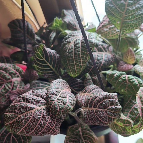 Photo of the plant species Pink Wave Nerve Plant by @ComicBetel29 named Fotana on Greg, the plant care app