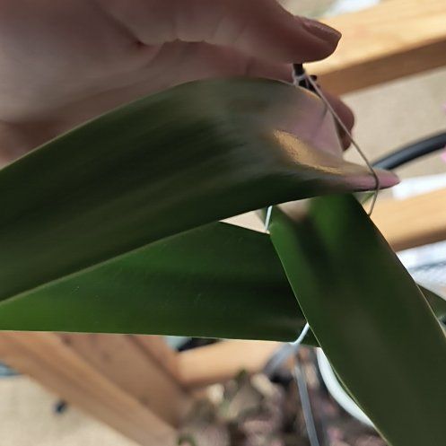 Photo of the plant species Amaryllis by @ComicBetel29 named Amy on Greg, the plant care app