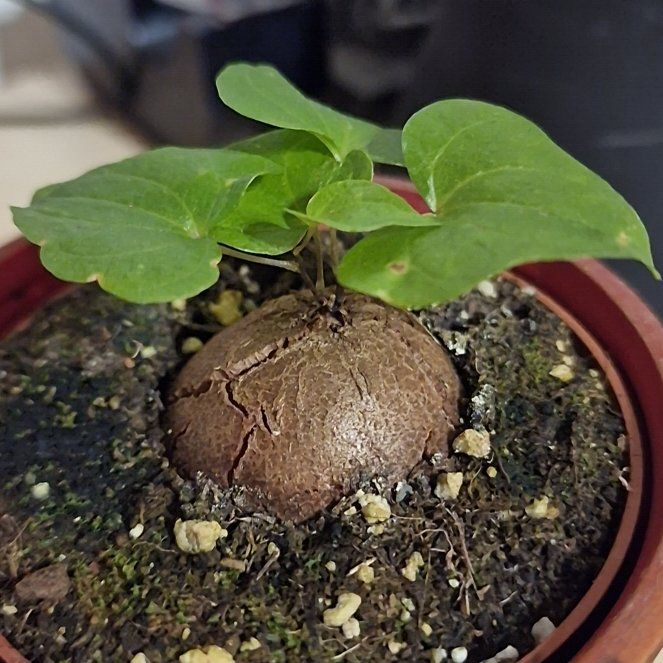 Photo of the plant species Elephant's Foot by @elDiablo6669 named Slonovo stopalo on Greg, the plant care app