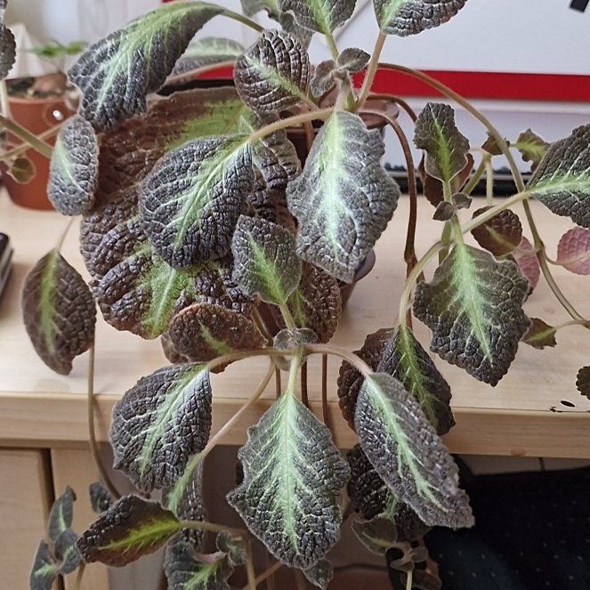 Photo of the plant species Episcia 'Pink Panther' by @elDiablo6669 named Episcia on Greg, the plant care app