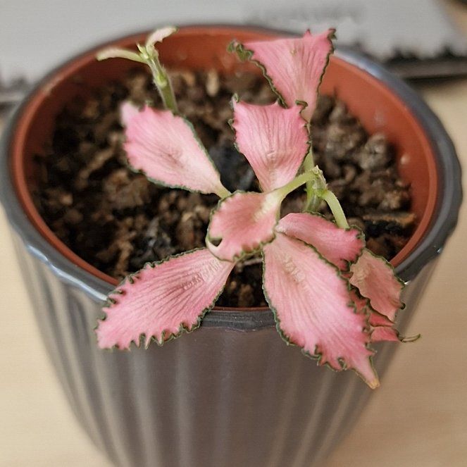 Photo of the plant species Frankie Fittonia by @elDiablo6669 named Frankie on Greg, the plant care app