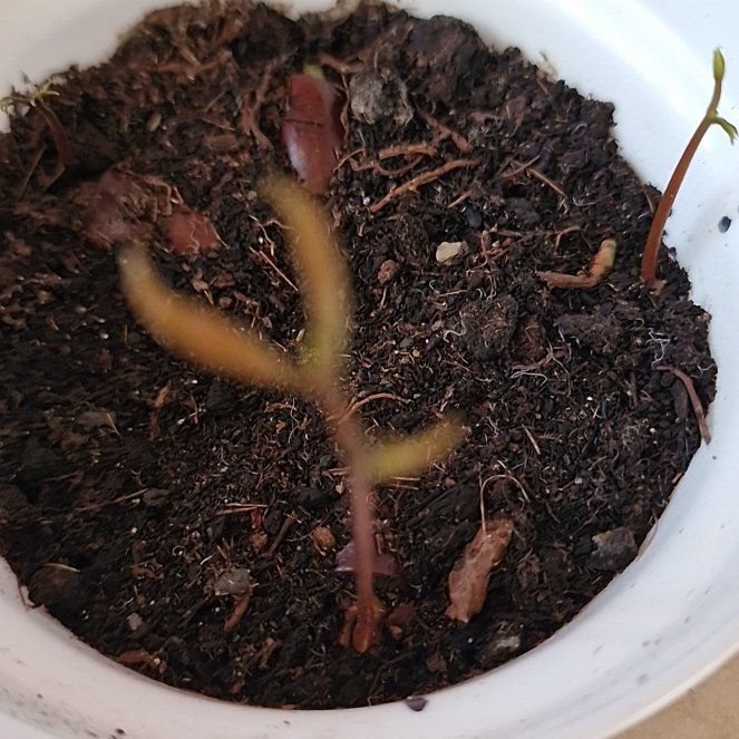 Photo of the plant species Lychee by @elDiablo6669 named Liči on Greg, the plant care app