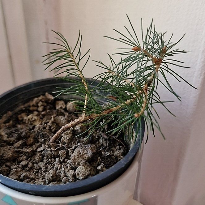 Photo of the plant species Picea abies 'Frohburg' by @elDiablo6669 named Hamilton on Greg, the plant care app