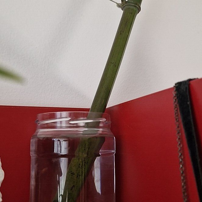 Photo of the plant species Phyllostachys Bamboo by @elDiablo6669 named Bamboo on Greg, the plant care app