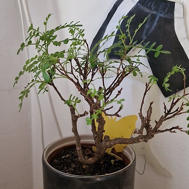 Photo of the plant species Chinese Pepper by @elDiablo6669 named Marilyn on Greg, the plant care app