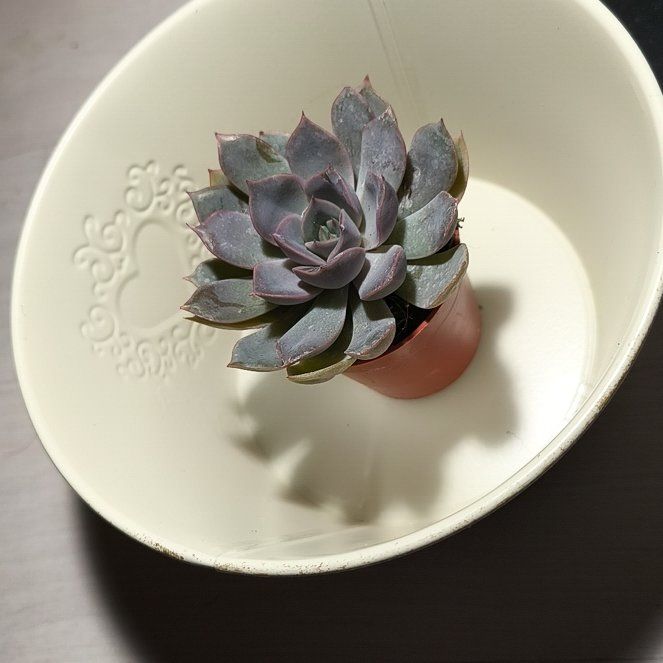 Photo of the plant species Echeveria 'summer' by @BigTropical31 named Rosa on Greg, the plant care app