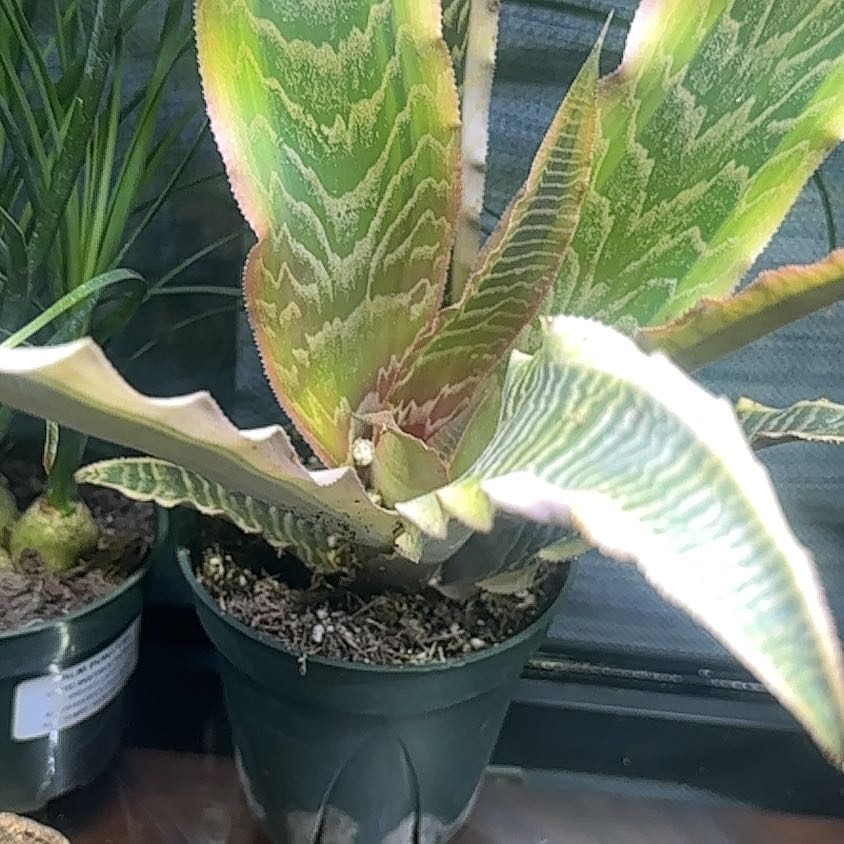 Photo of the plant species Elaine Earth Star by @DinkumMarimo30 named Bella on Greg, the plant care app